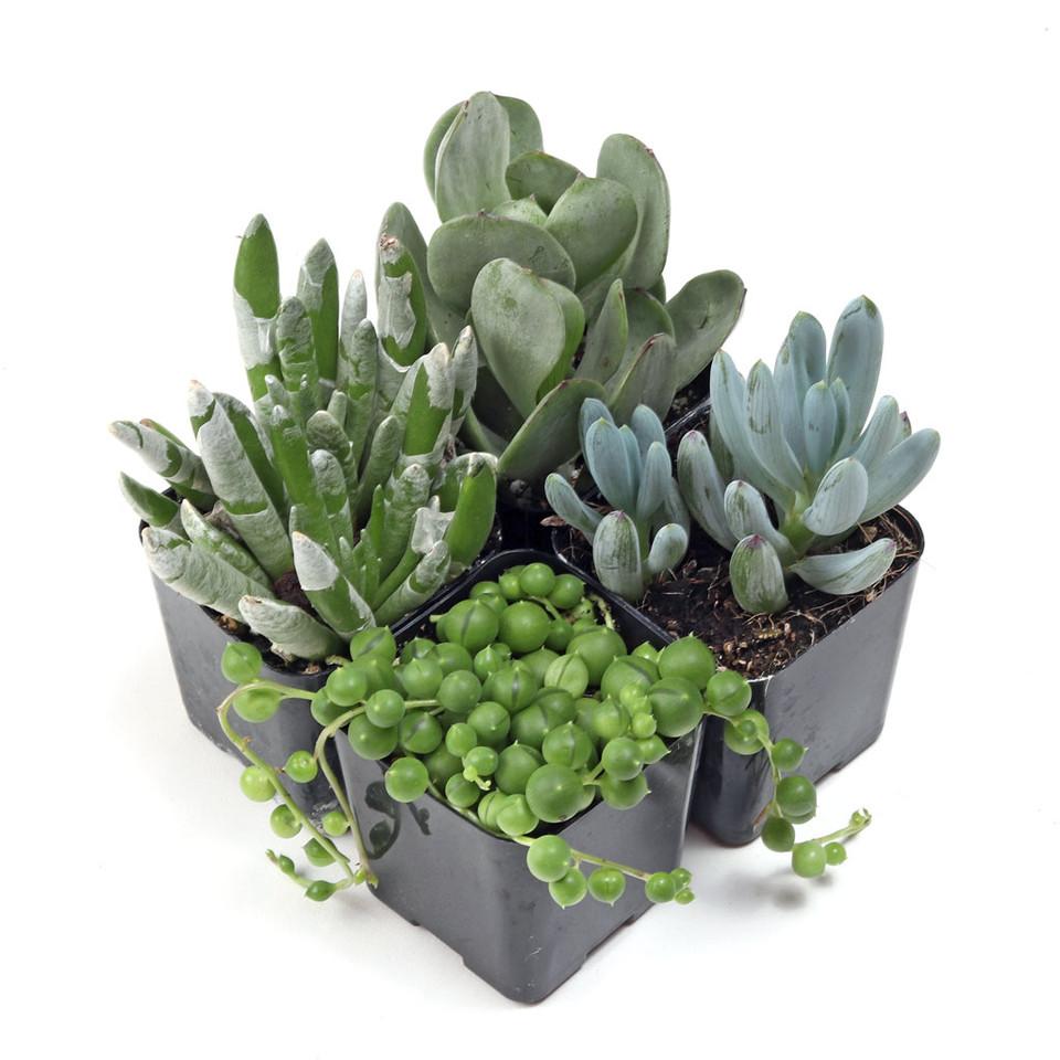 Senecio, Assorted - View 16 from www redcrocus com