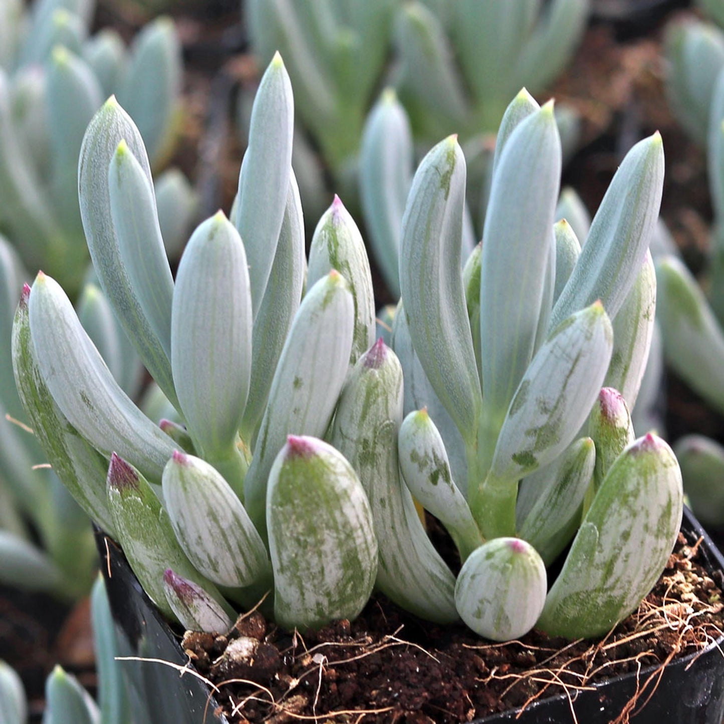 Senecio, Assorted - View 17 from www redcrocus com