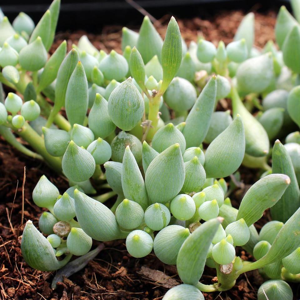 Senecio, Assorted - View 18 from www redcrocus com