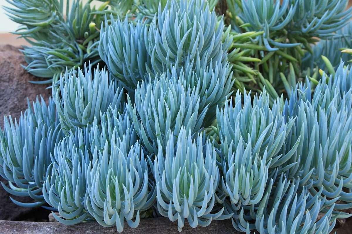 Senecio, Assorted - View 6 from www redcrocus com