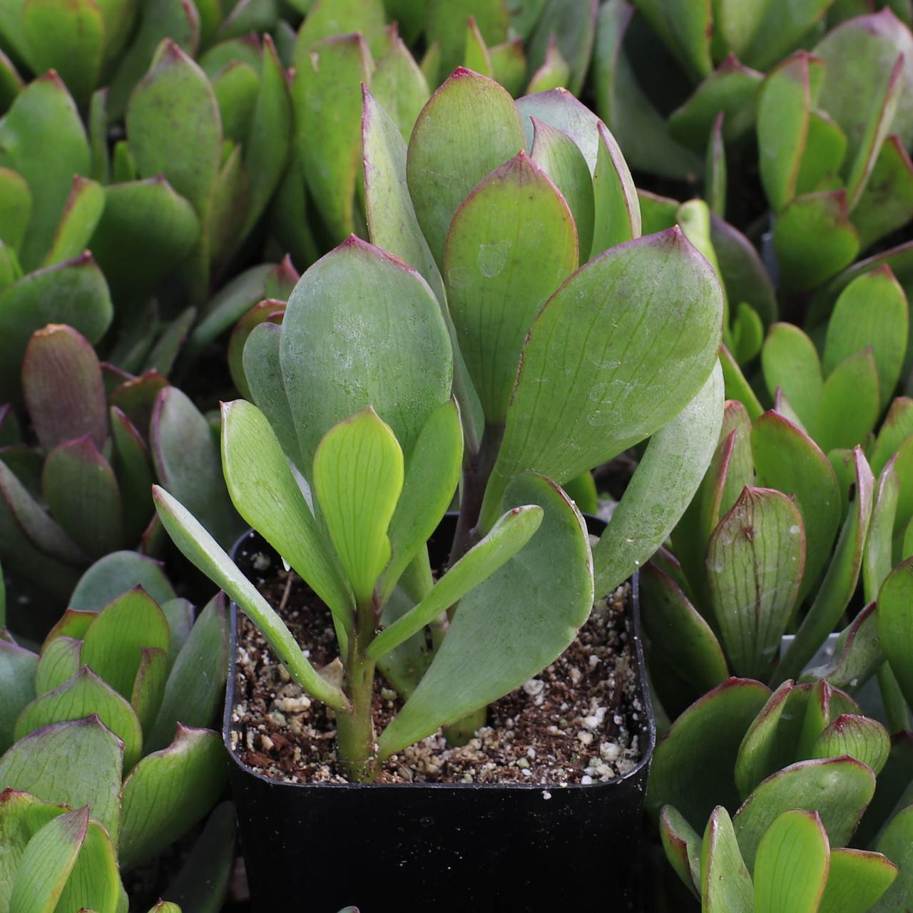 Senecio, Assorted - View 7 from www redcrocus com