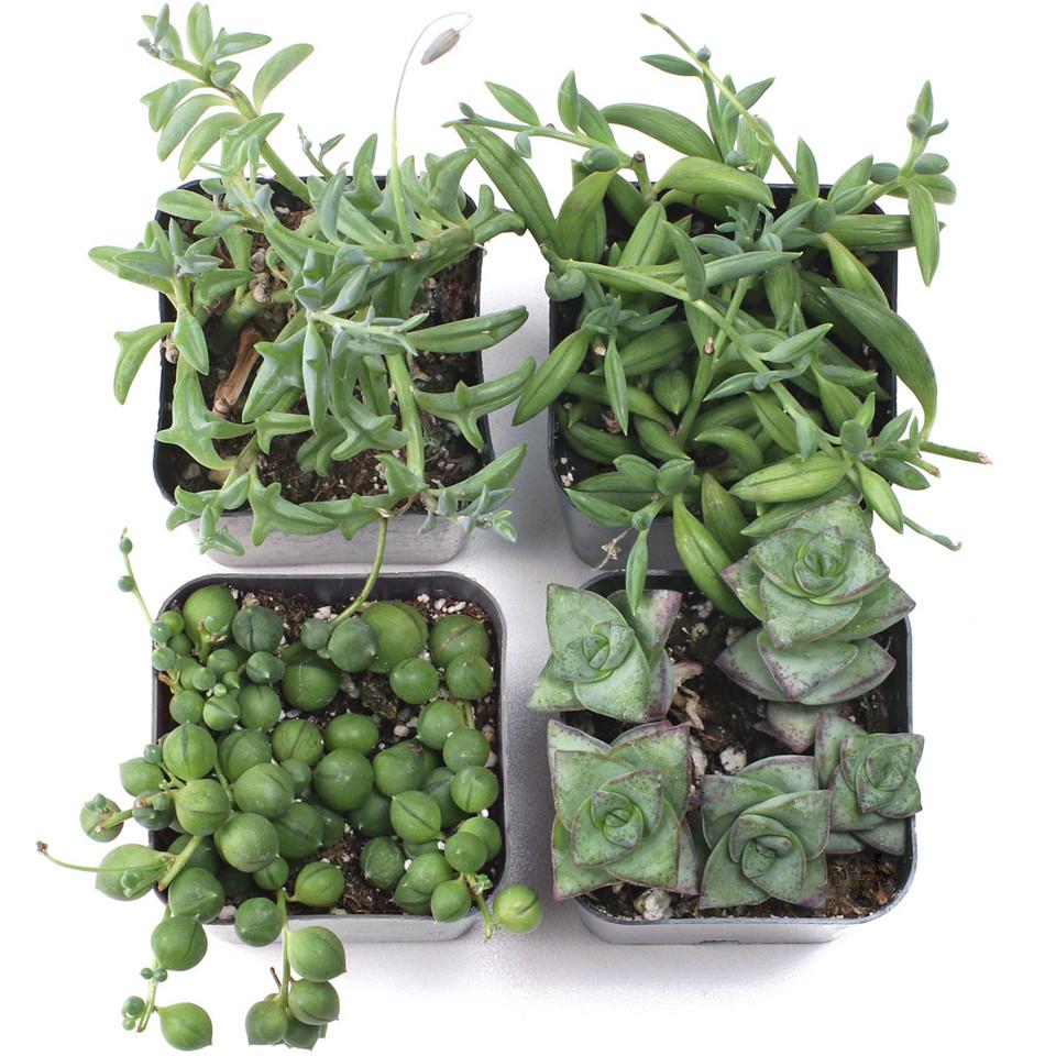 Senecio, Assorted - View 8 from www redcrocus com