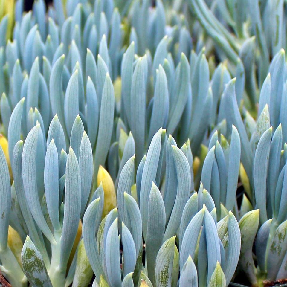 Senecio, Assorted - View 9 from www redcrocus com