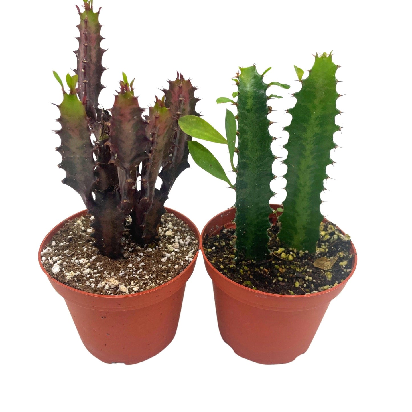 Euphorbia, Assorted - View 10 from www redcrocus com