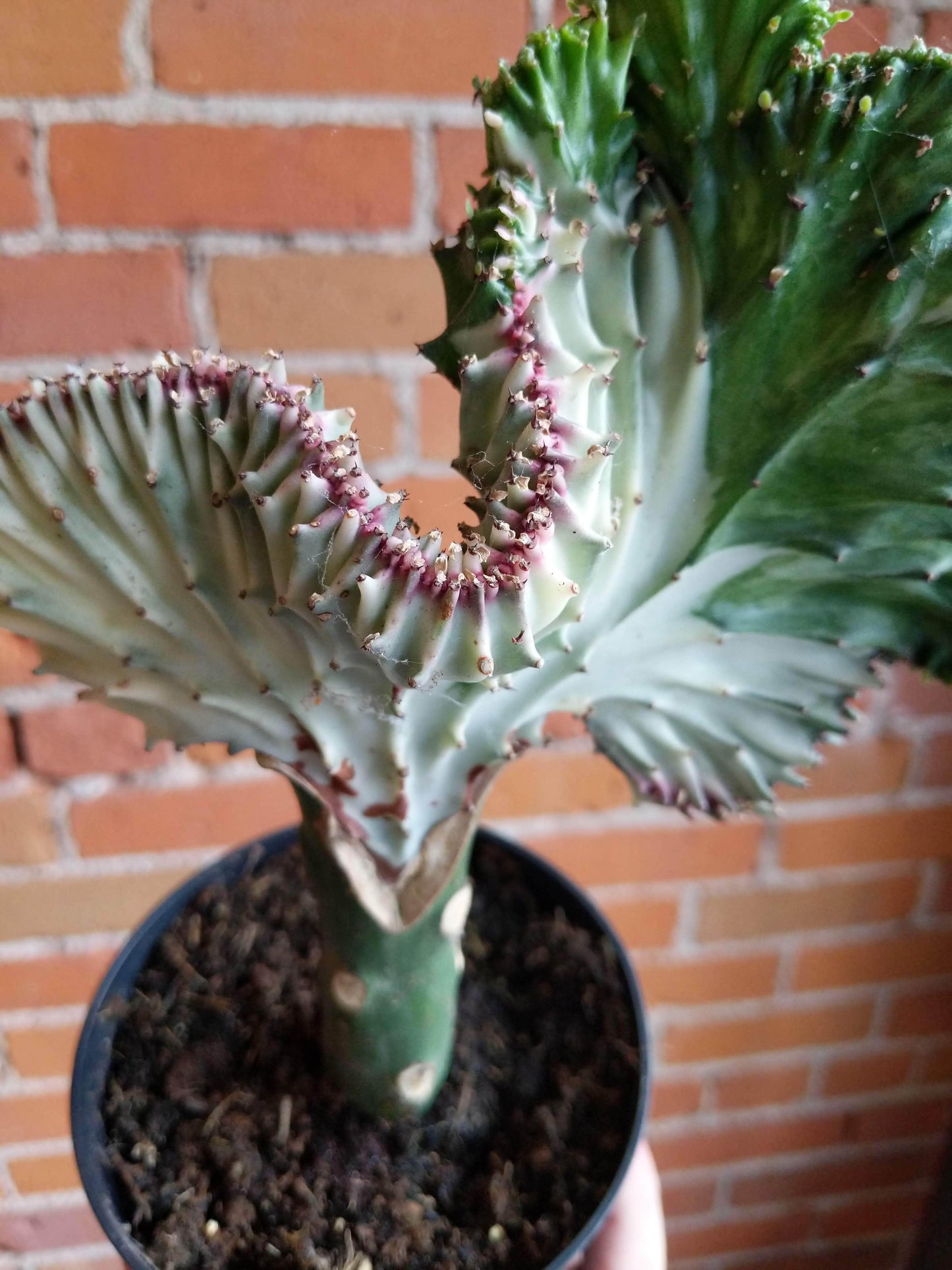 Euphorbia, Assorted - View 11 from www redcrocus com