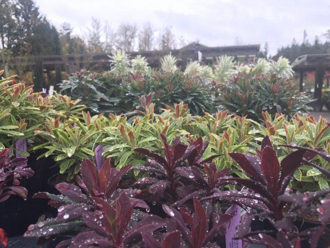 Euphorbia, Assorted - View 13 from www redcrocus com