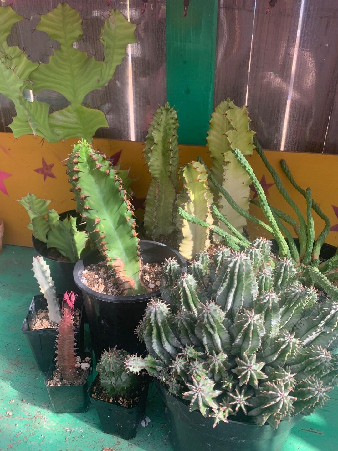 Euphorbia, Assorted - View 14 from www redcrocus com