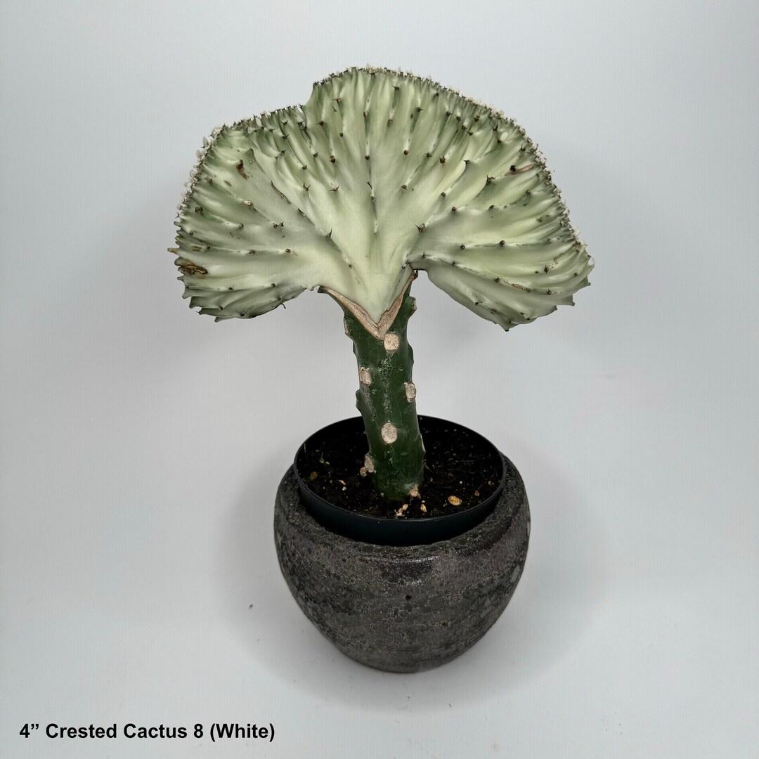 Euphorbia, Assorted - View 18 from www redcrocus com