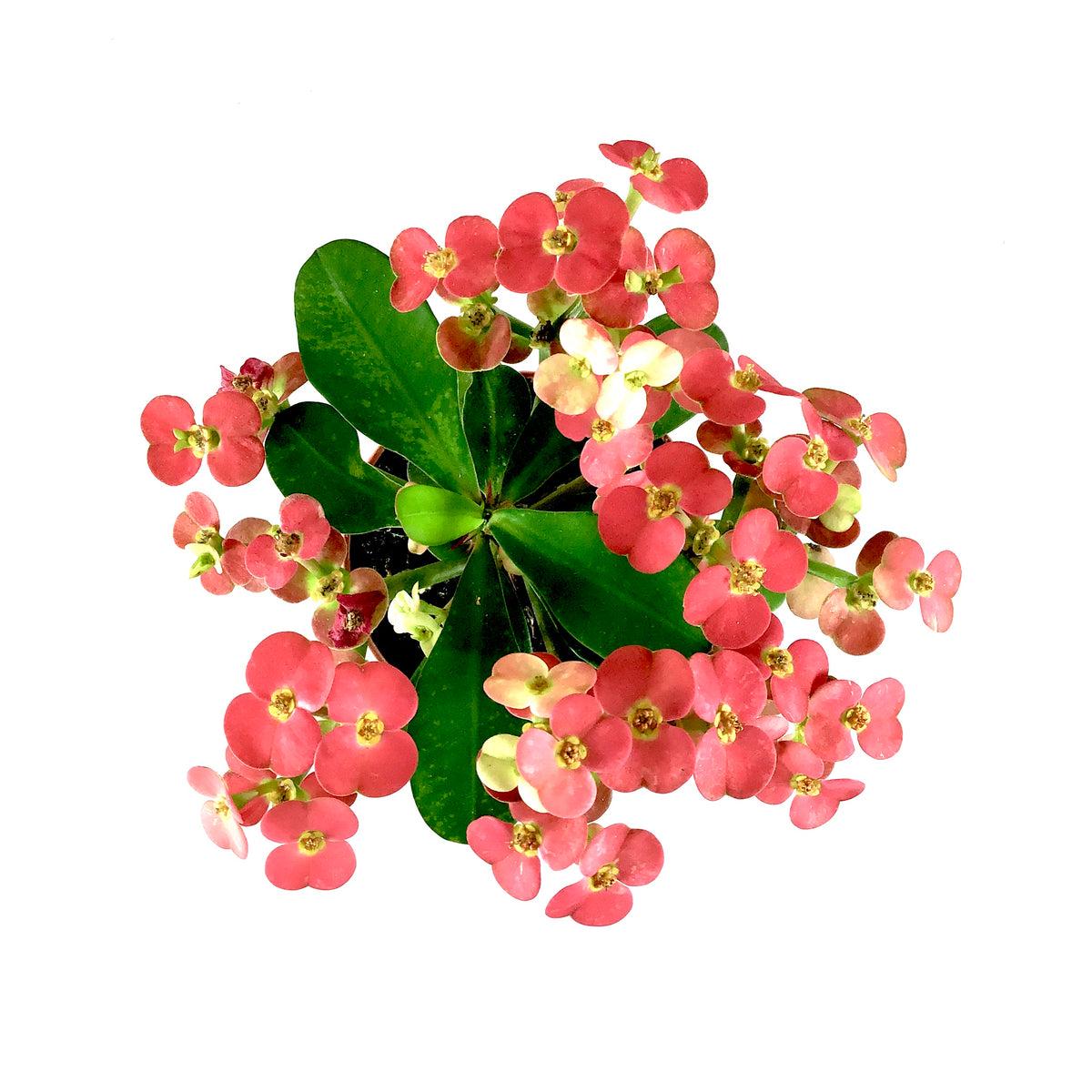 Euphorbia, Assorted - View 19 from www redcrocus com