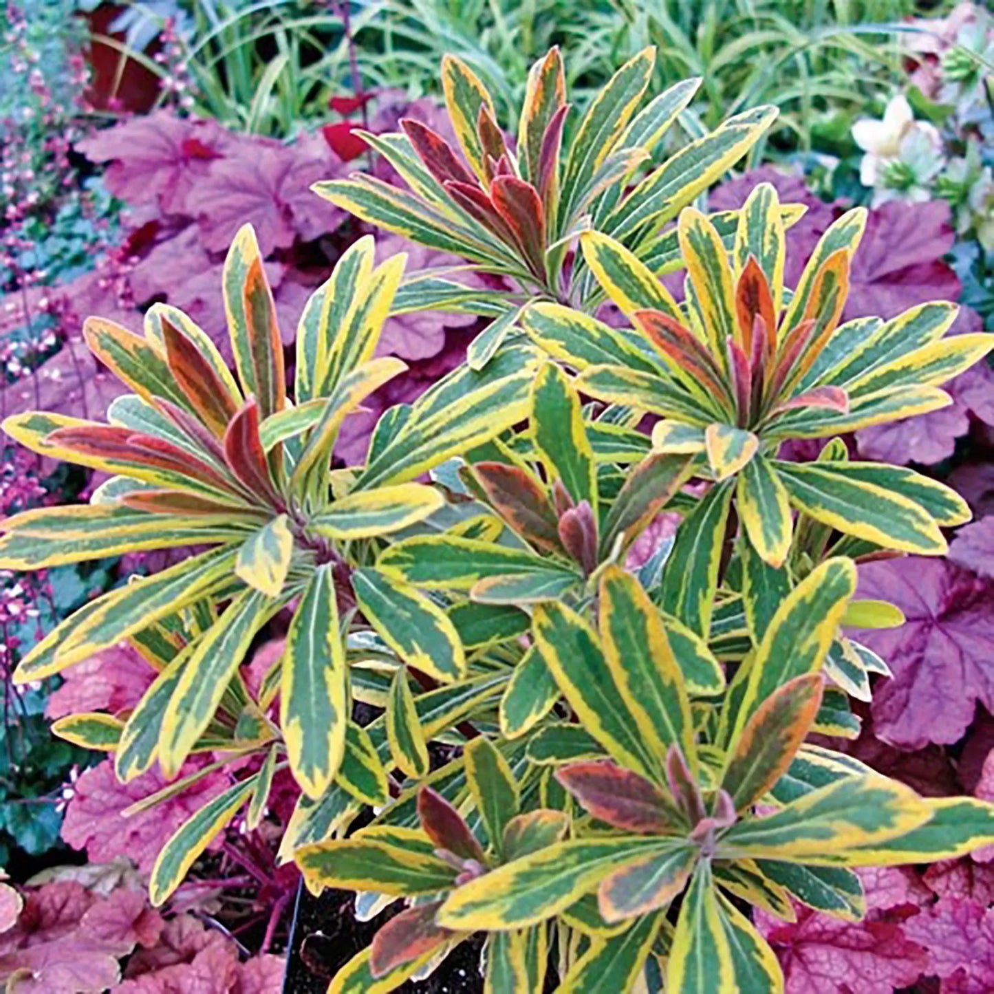 Euphorbia, Assorted - View 2 from www redcrocus com
