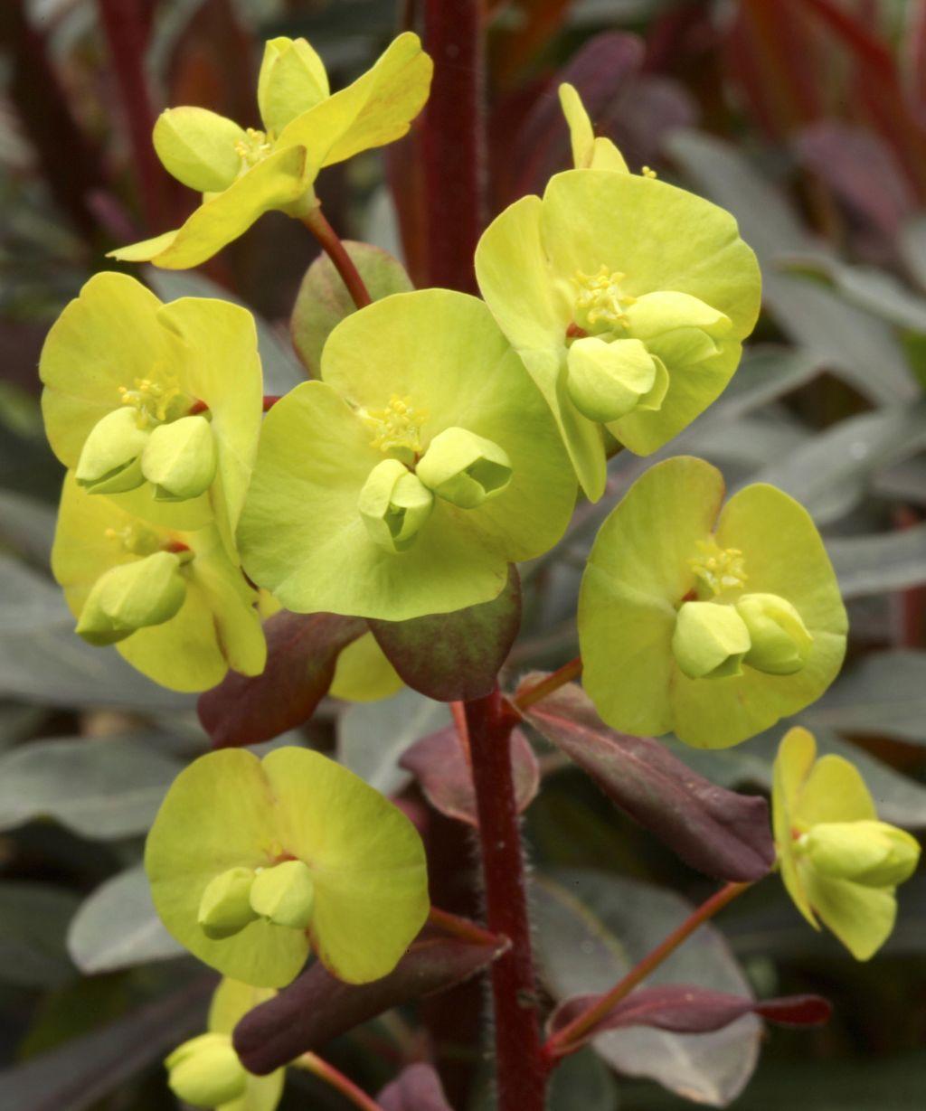 Euphorbia, Assorted - View 8 from www redcrocus com