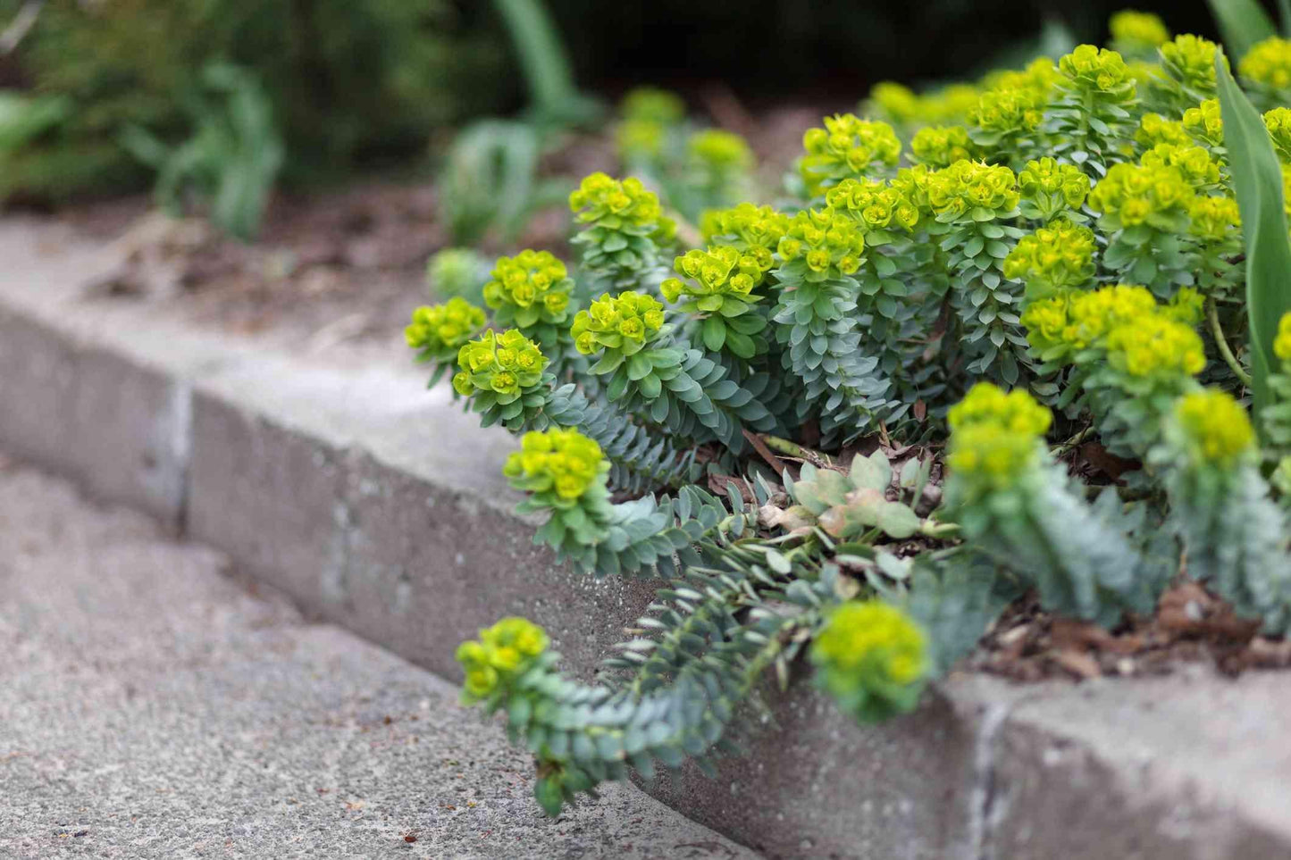 Euphorbia, Assorted - View 9 from www redcrocus com