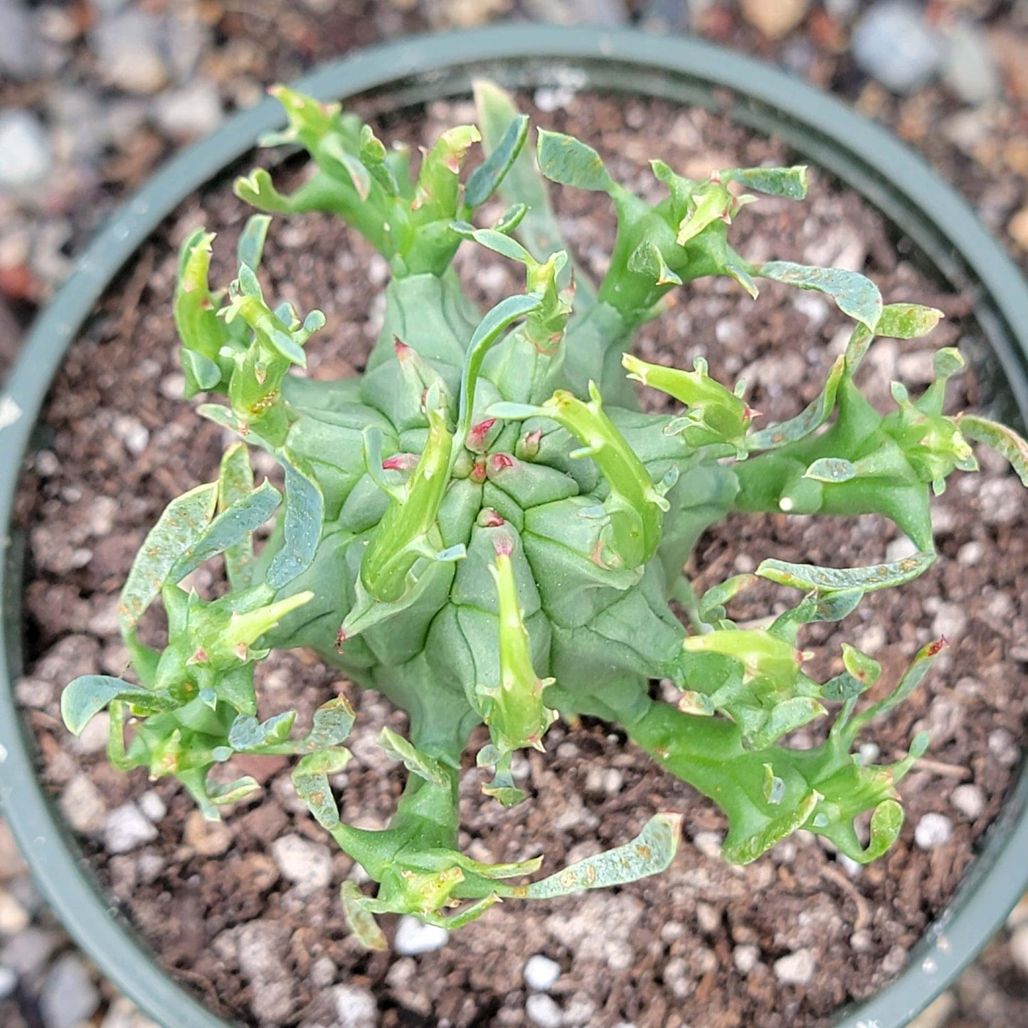 Euphorbia Assorted - View 17 from www redcrocus com