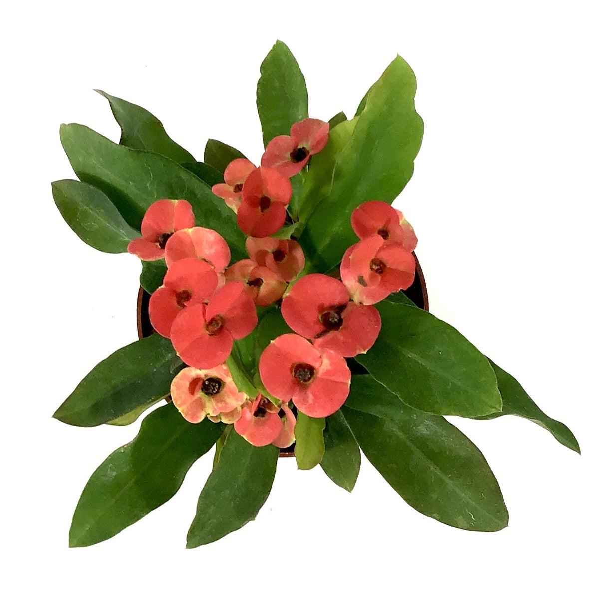 Euphorbia Assorted - View 19 from www redcrocus com