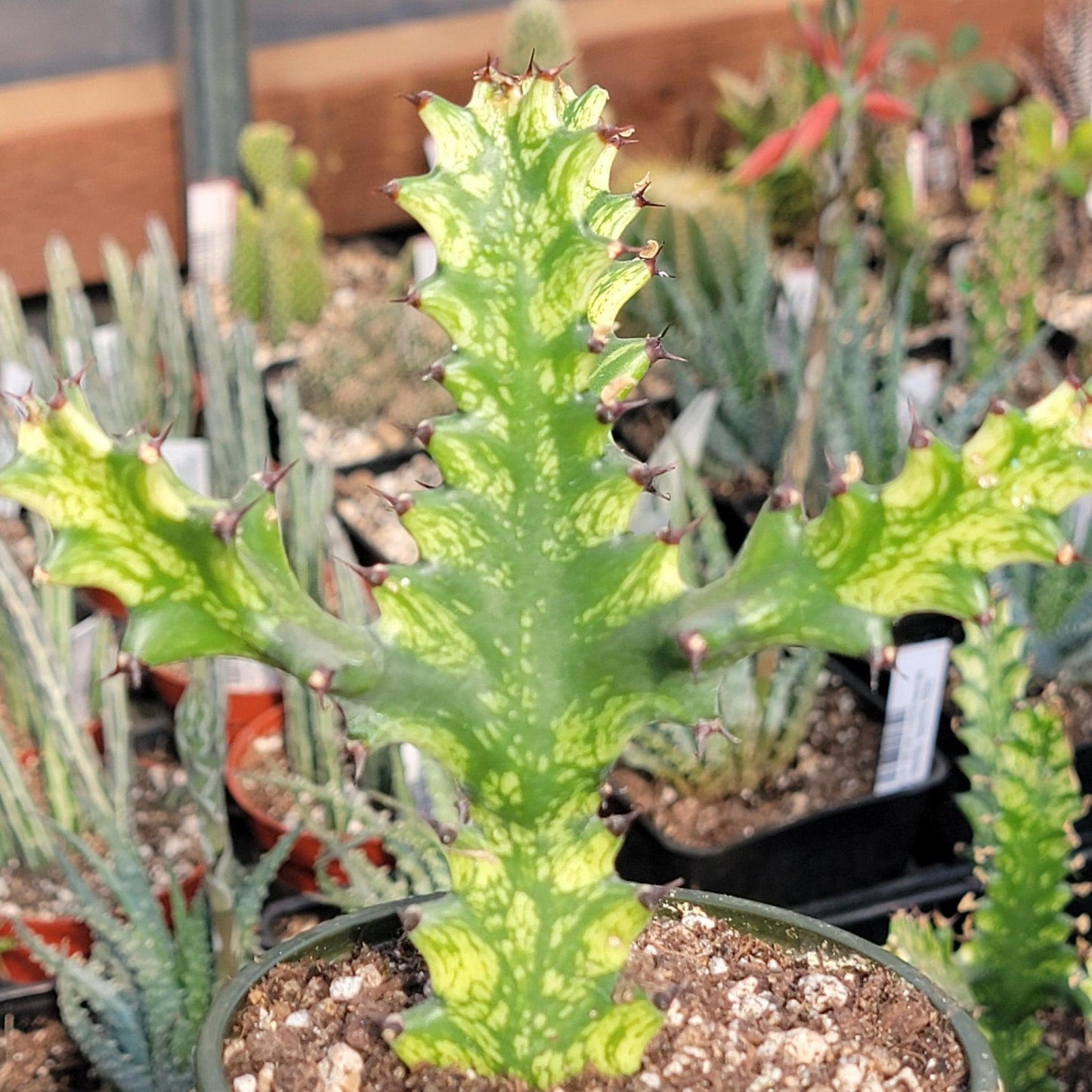 Euphorbia Assorted - View 8 from www redcrocus com
