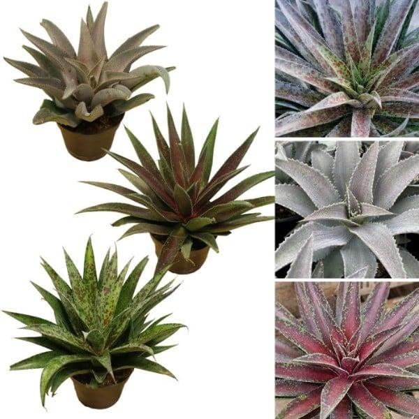 Mangave, Assorted - View 10 from www redcrocus com