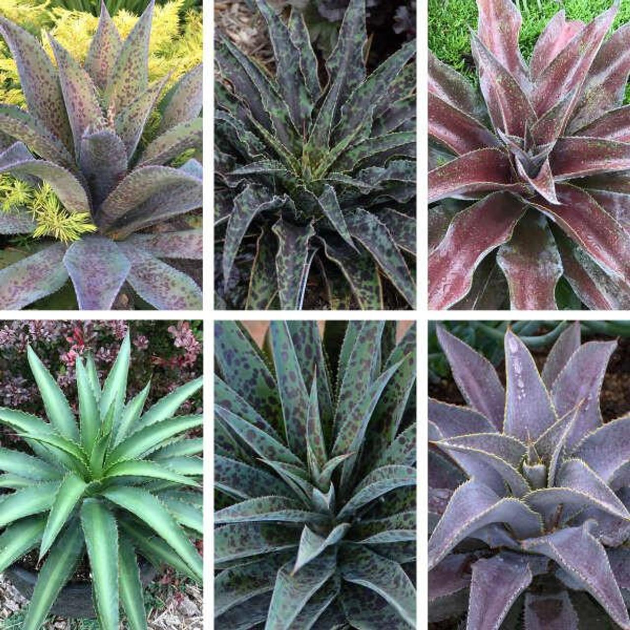 Mangave, Assorted - View 13 from www redcrocus com