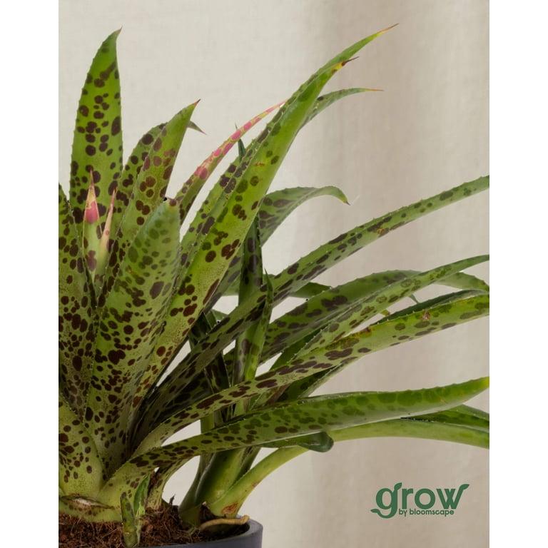 Mangave, Assorted - View 8 from www redcrocus com