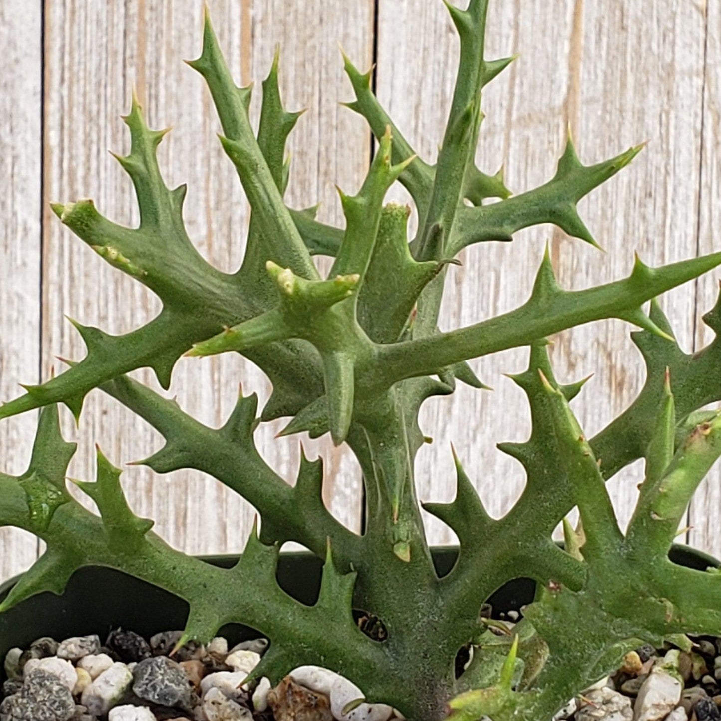 Euphorbia Stenoclada - View 10 from www redcrocus com