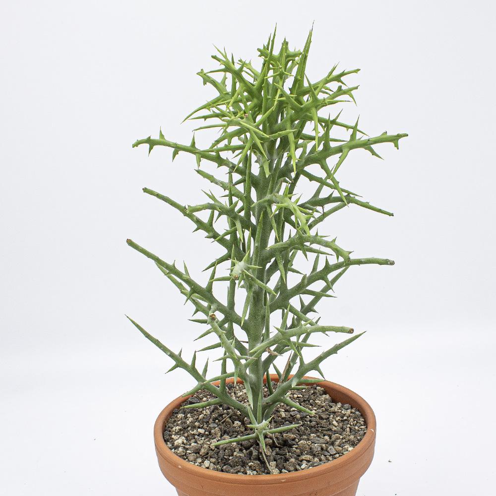 Euphorbia Stenoclada - View 19 from www redcrocus com