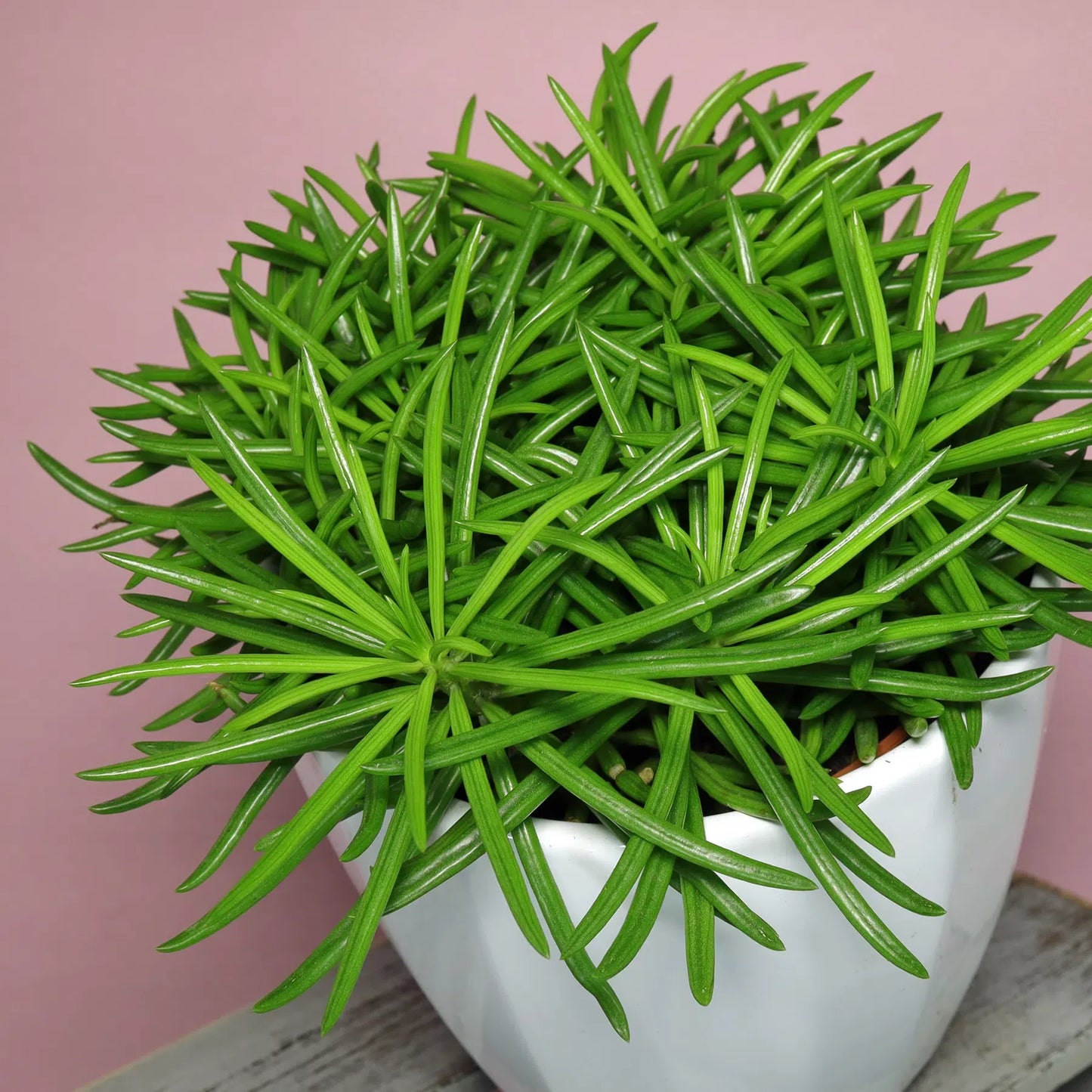 Senecio Barbertonicus Himalaya - View 11 from www redcrocus com
