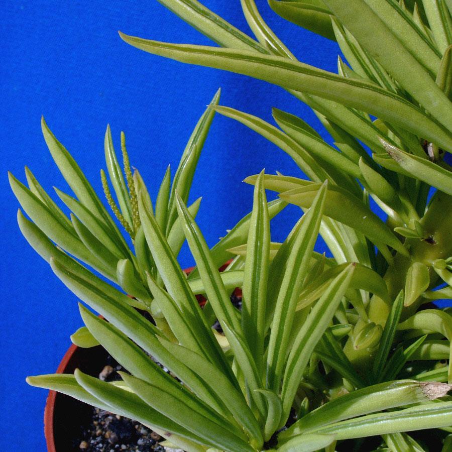Senecio Barbertonicus Himalaya - View 12 from www redcrocus com