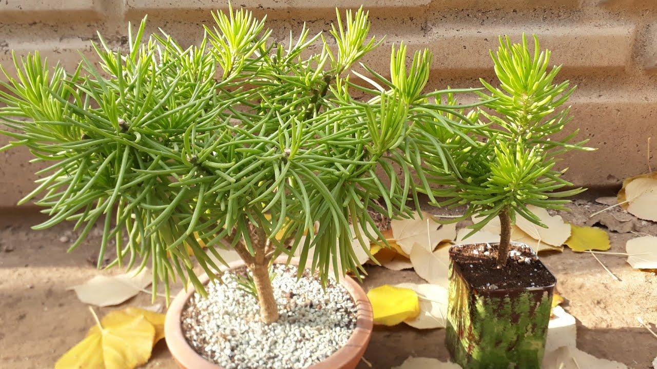 Senecio Barbertonicus Himalaya - View 13 from www redcrocus com