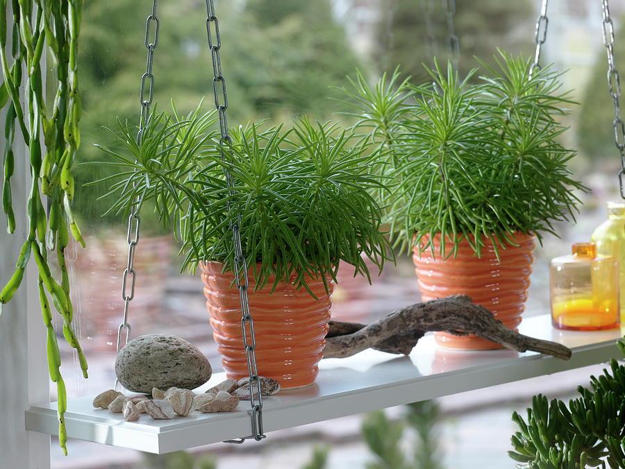 Senecio Barbertonicus Himalaya - View 14 from www redcrocus com