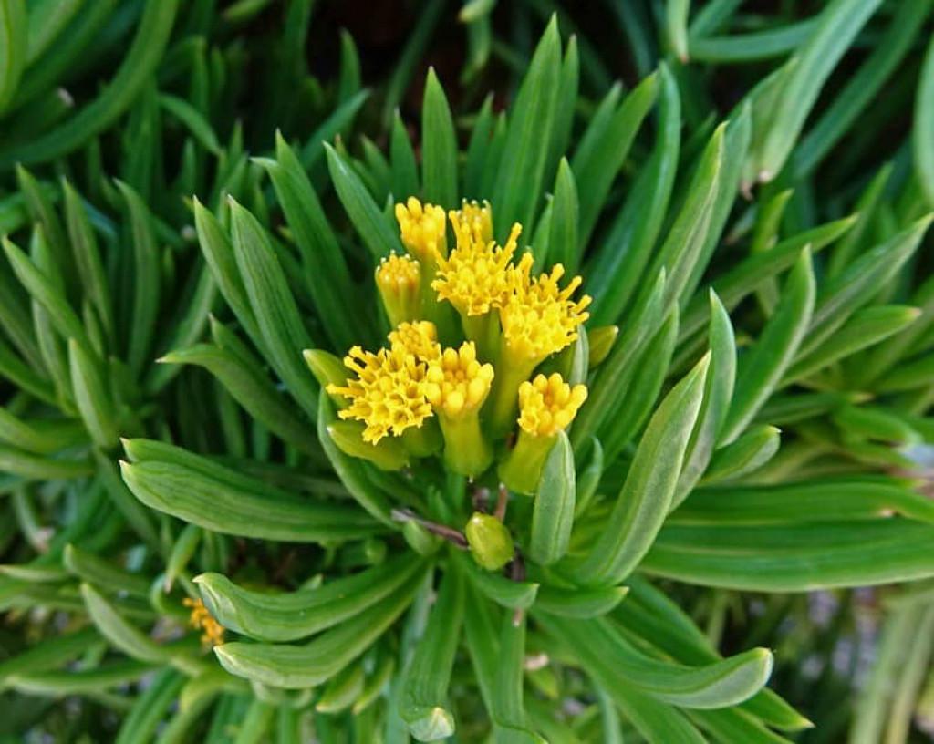 Senecio Barbertonicus Himalaya - View 17 from www redcrocus com