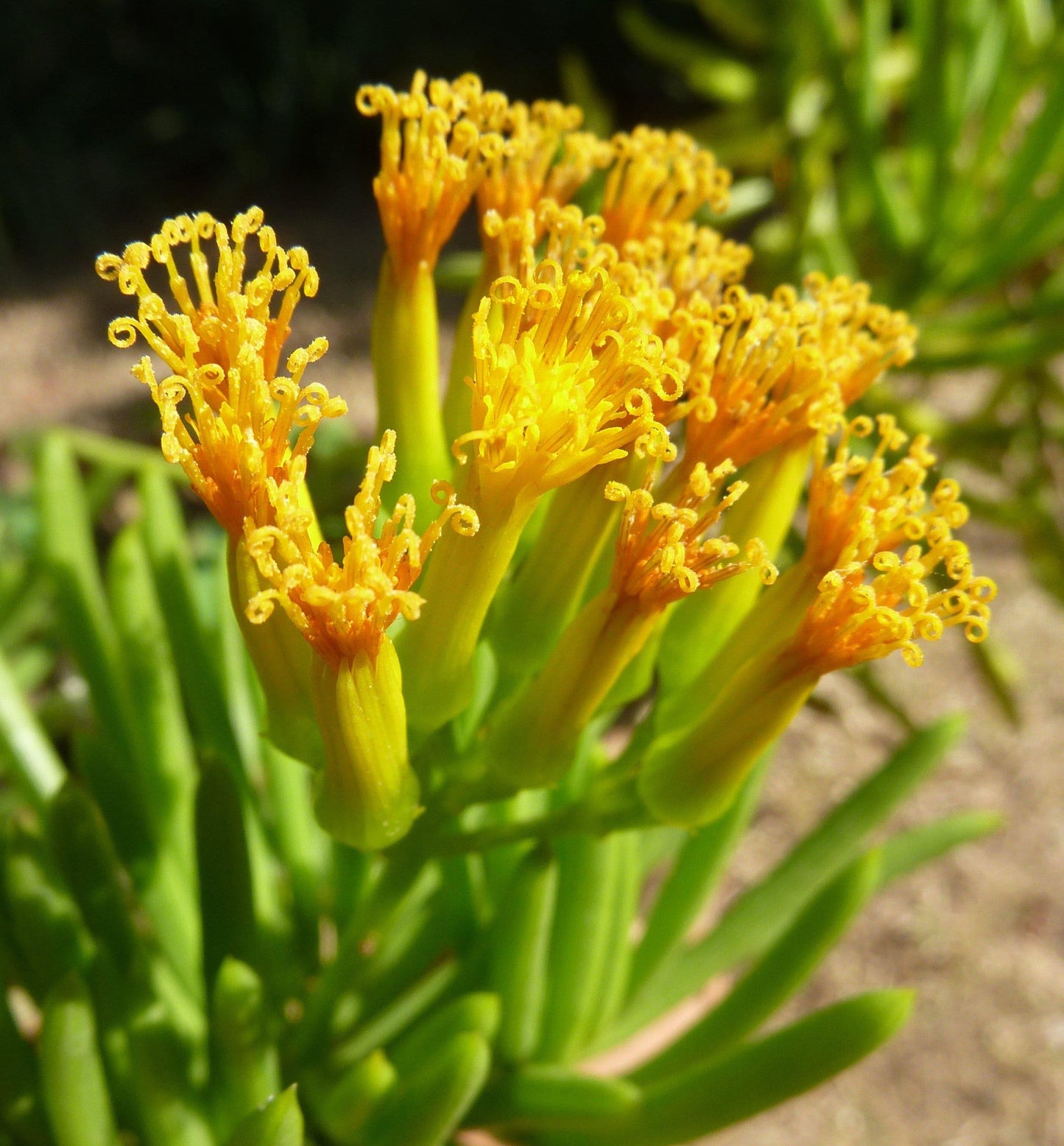 Senecio Barbertonicus Himalaya - View 2 from www redcrocus com