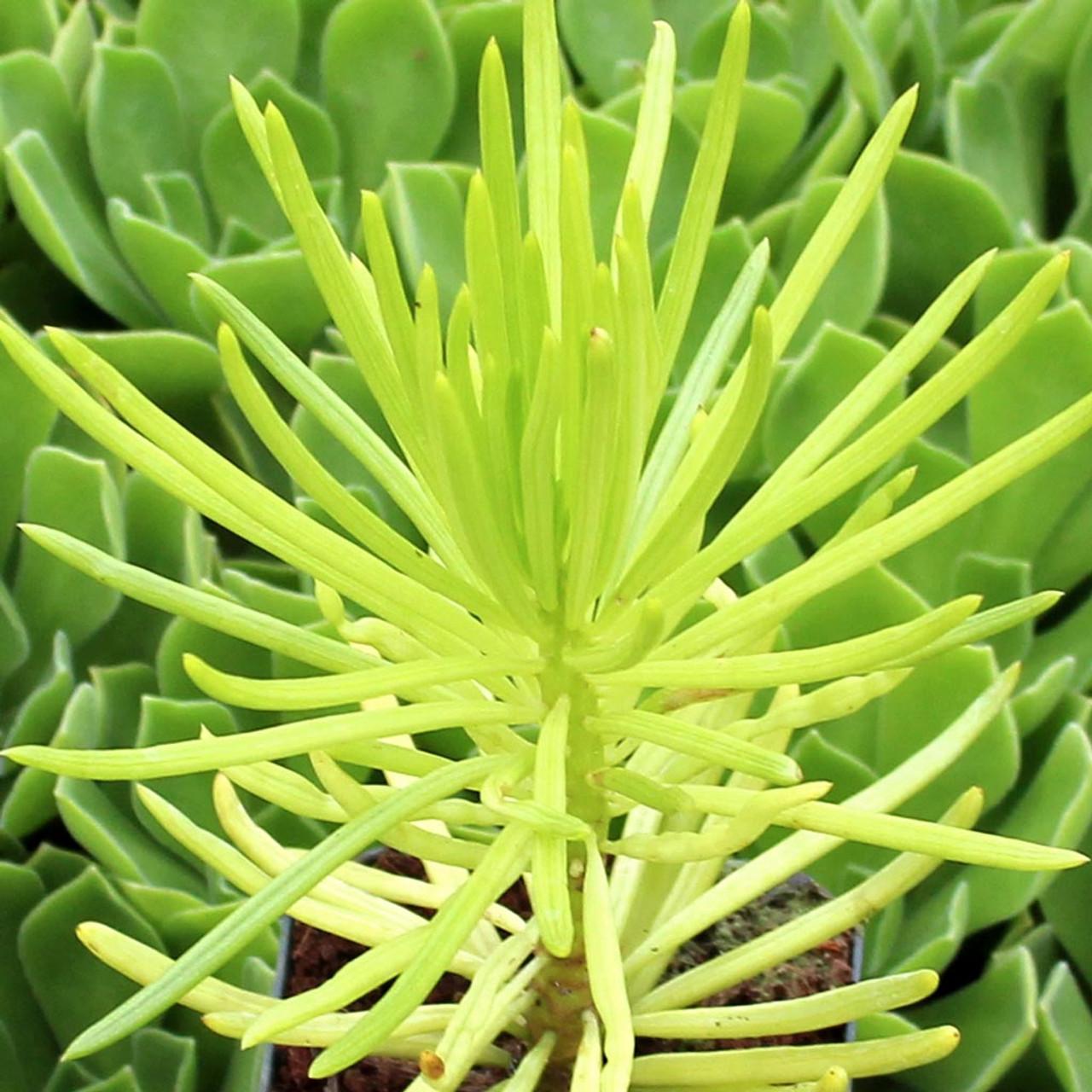 Senecio Barbertonicus Himalaya - View 3 from www redcrocus com