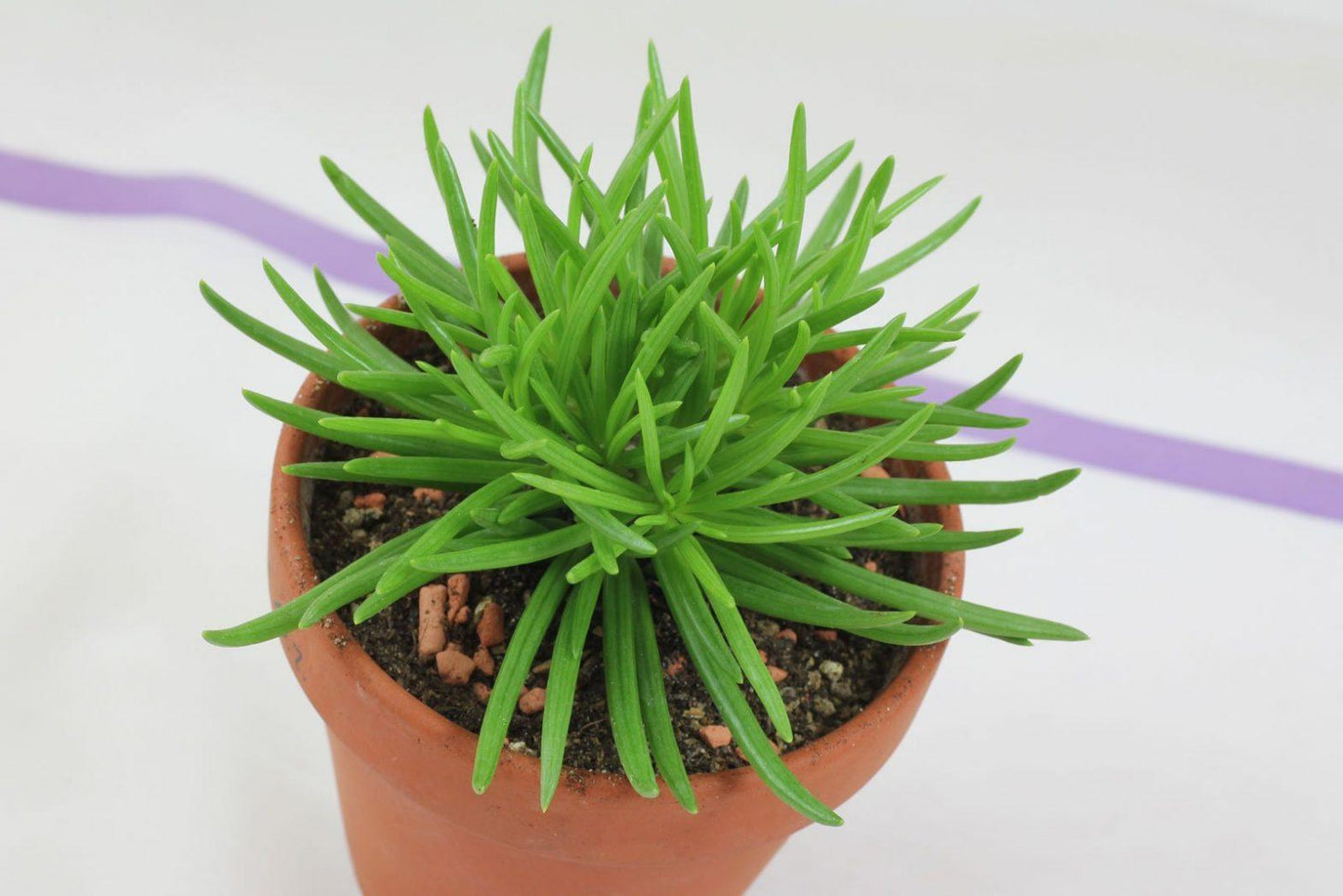 Senecio Barbertonicus Himalaya - View 5 from www redcrocus com