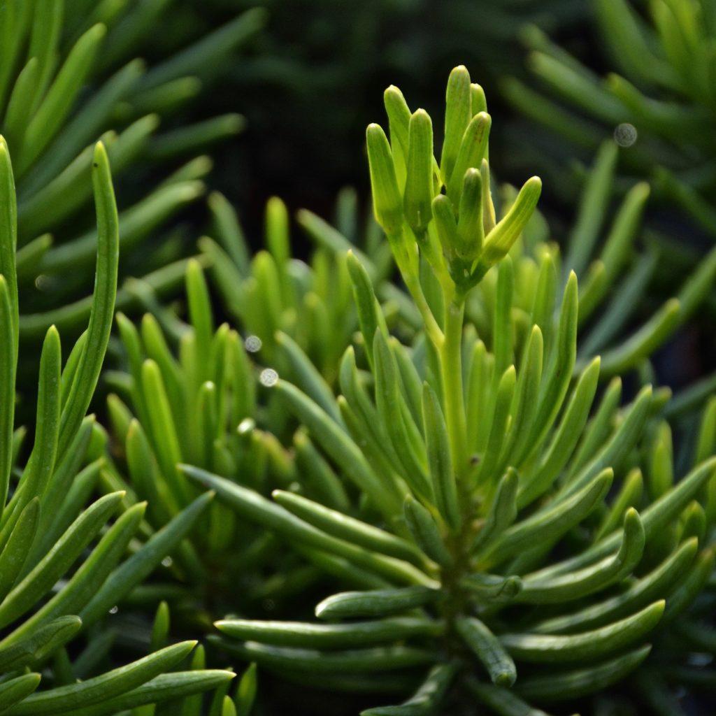 Senecio Barbertonicus Himalaya - View 6 from www redcrocus com