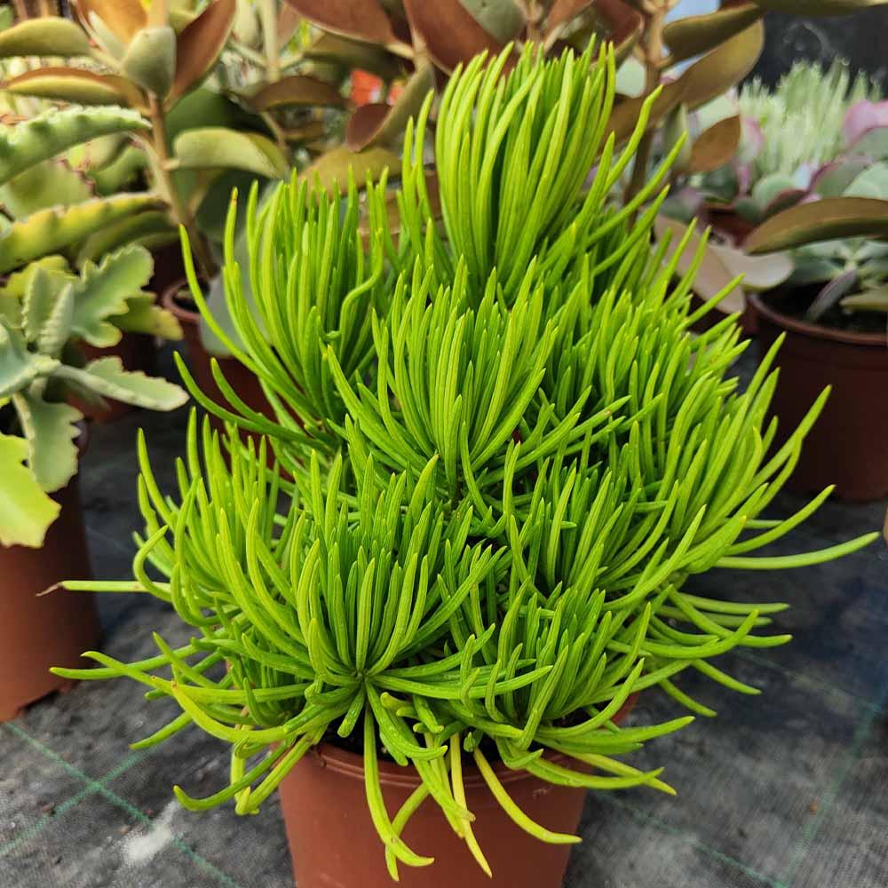 Senecio Barbertonicus Himalaya - View 7 from www redcrocus com