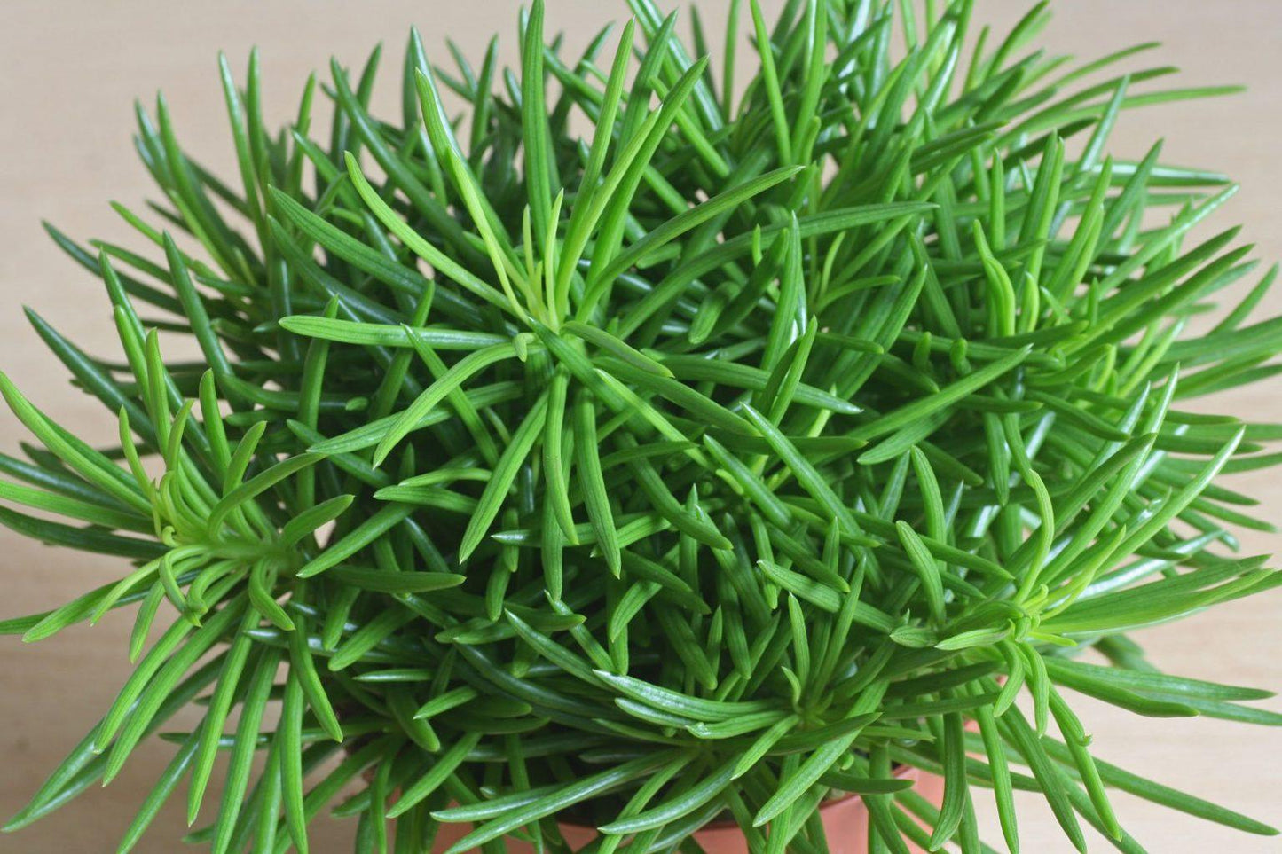 Senecio Barbertonicus Himalaya - View 8 from www redcrocus com