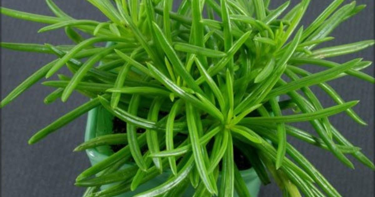 Senecio Barbertonicus Himalaya - View 9 from www redcrocus com