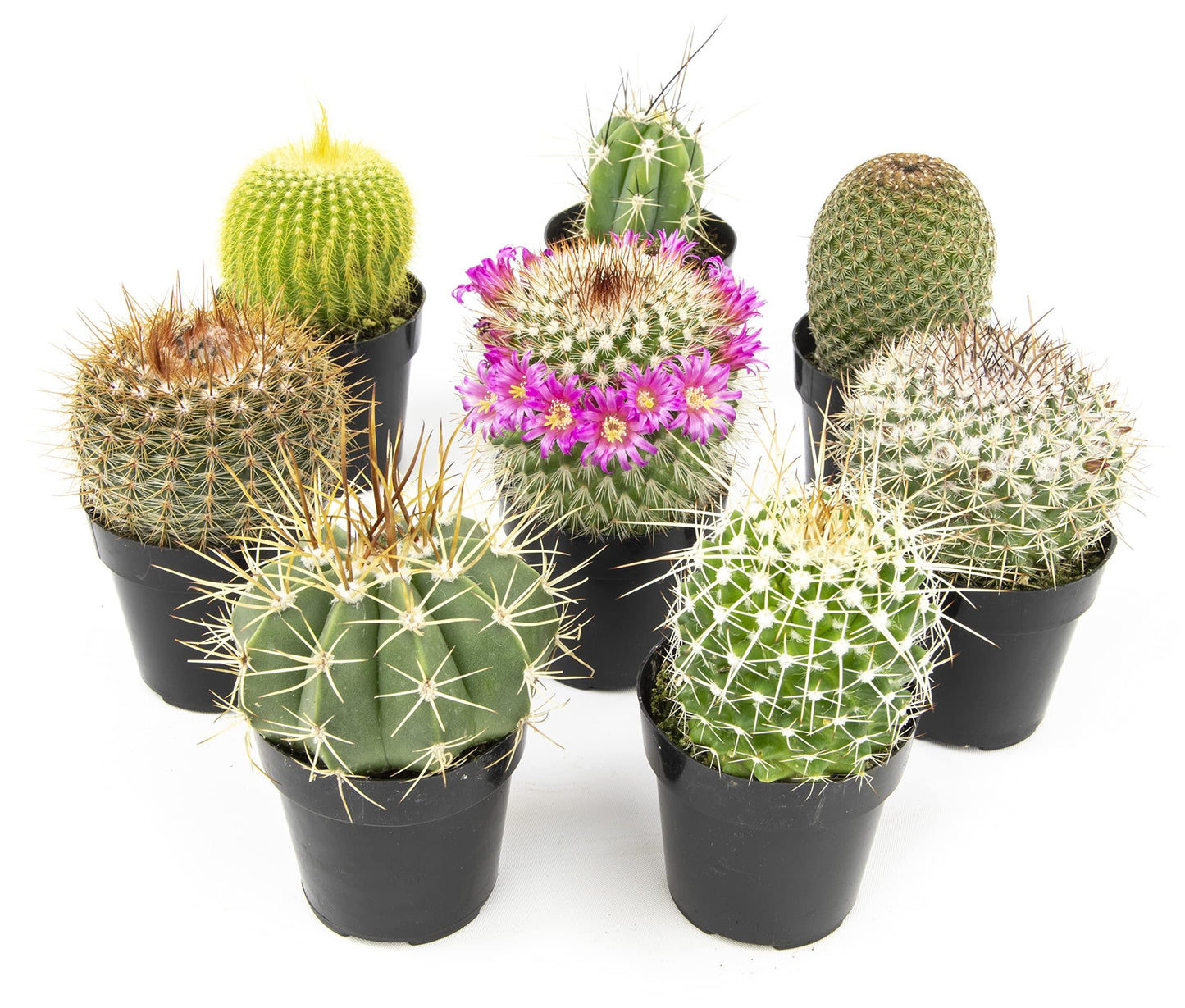 Cacti, Assorted - View 11 from www redcrocus com