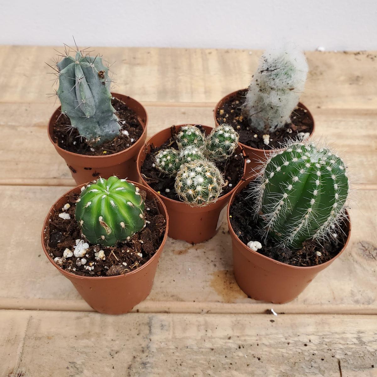 Cacti, Assorted - View 12 from www redcrocus com