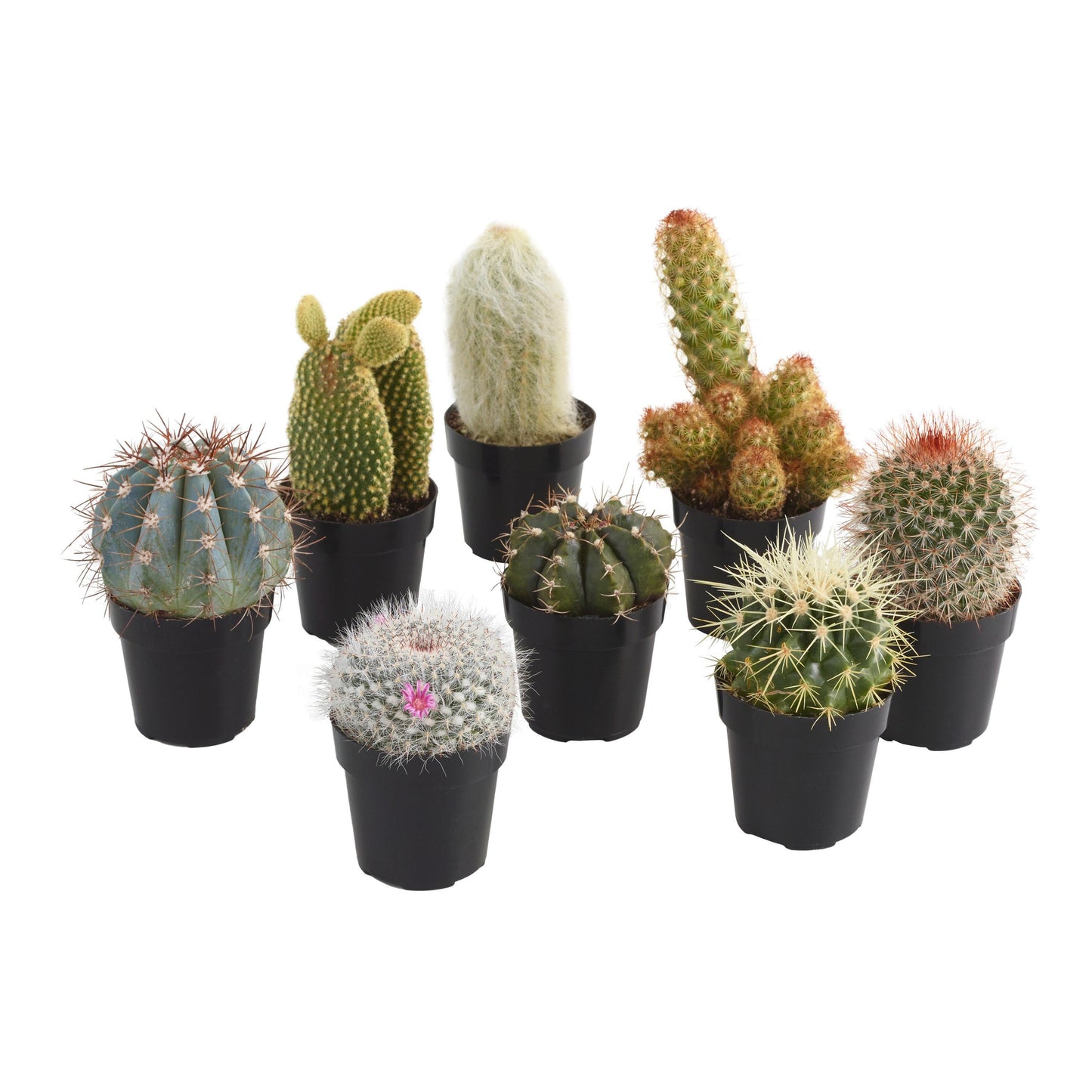 Cacti, Assorted - View 16 from www redcrocus com