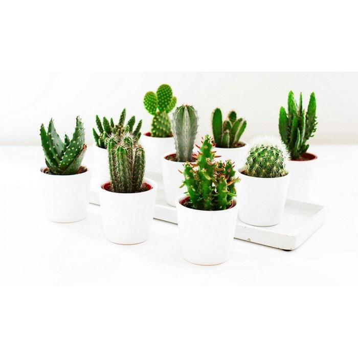Cacti, Assorted - View 17 from www redcrocus com