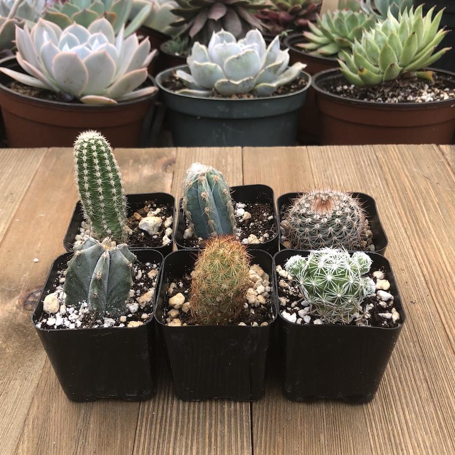 Cacti, Assorted - View 18 from www redcrocus com