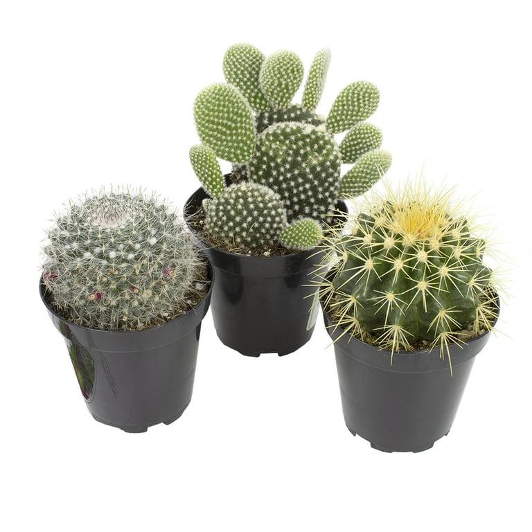 Cacti, Assorted - View 19 from www redcrocus com