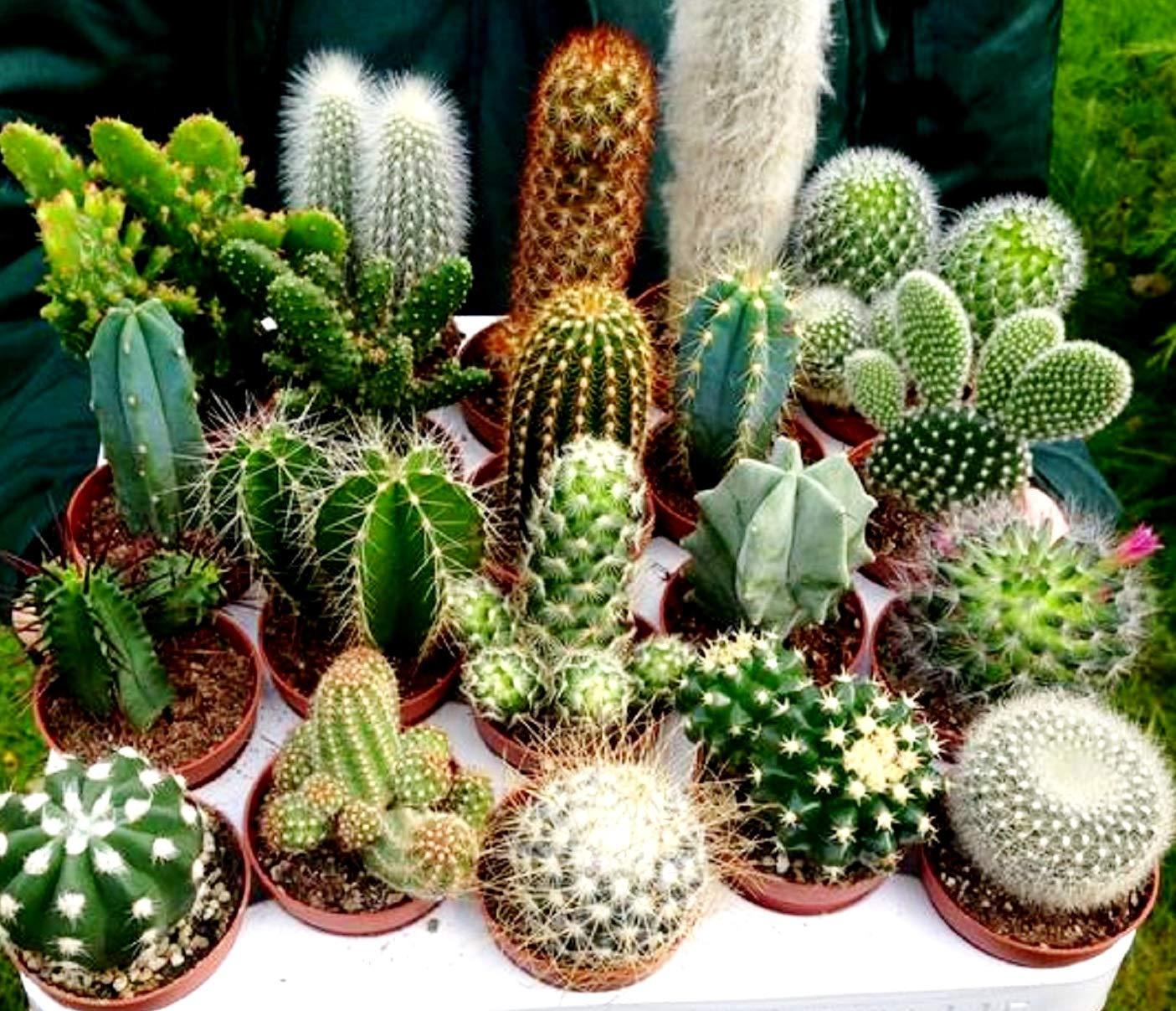 Cacti, Assorted - View 3 from www redcrocus com