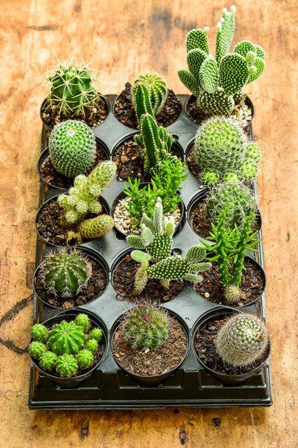 Cacti, Assorted - View 4 from www redcrocus com