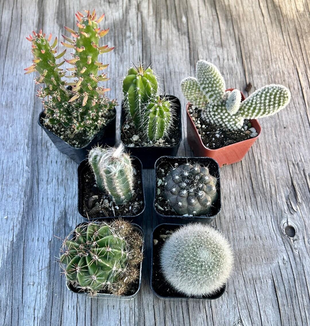 Cacti, Assorted - View 5 from www redcrocus com
