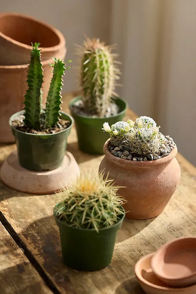 Cacti, Assorted - View 6 from www redcrocus com