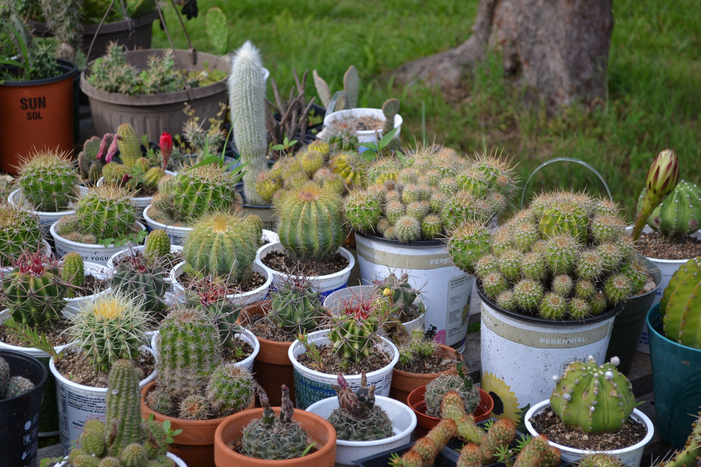 Cacti, Assorted - View 6 from www redcrocus com