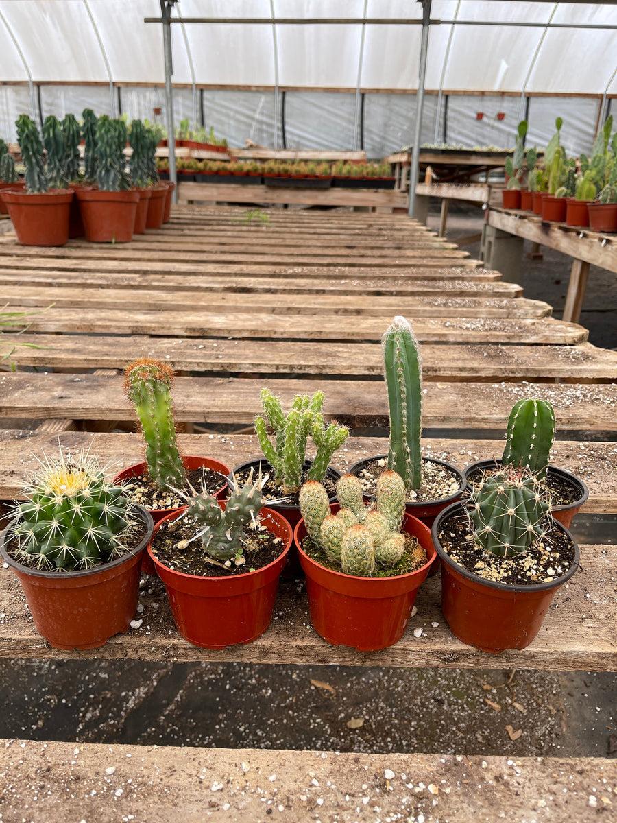 Cacti, Assorted - View 7 from www redcrocus com