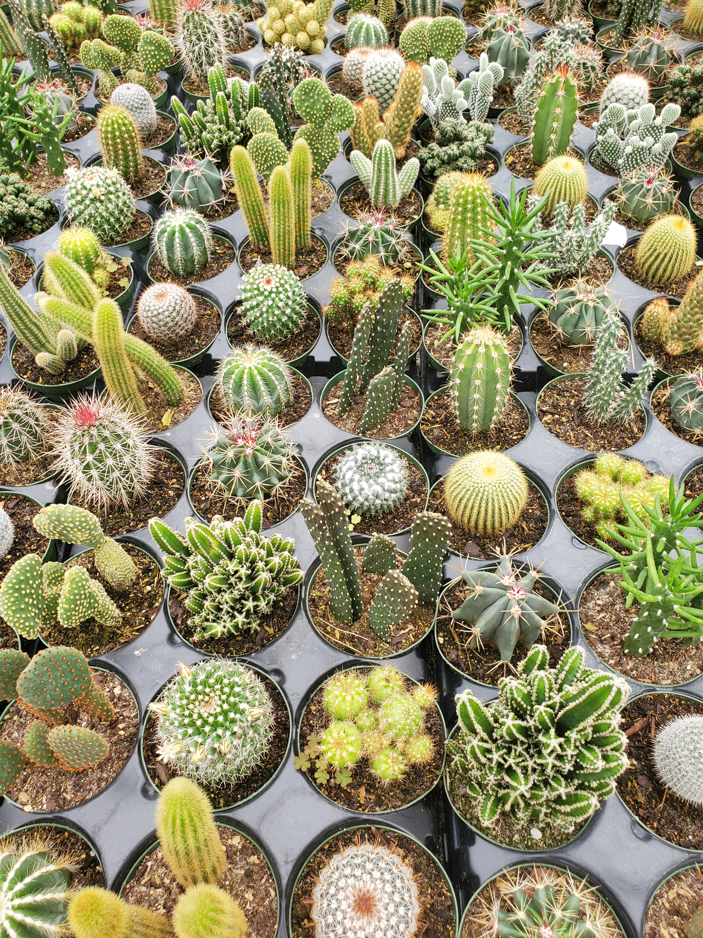 Cacti, Assorted - View 9 from www redcrocus com