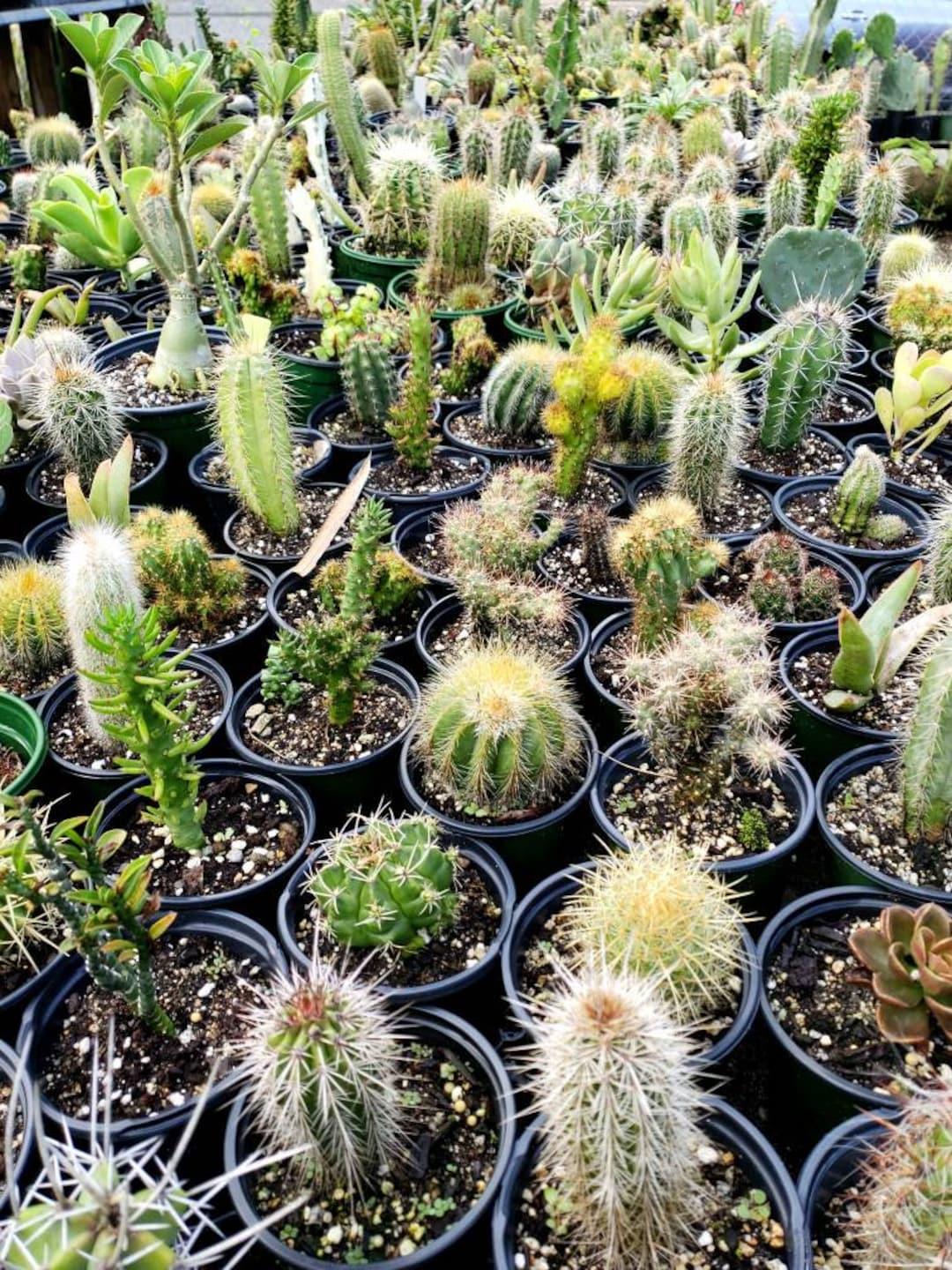 Cacti, Assorted - View 9 from www redcrocus com